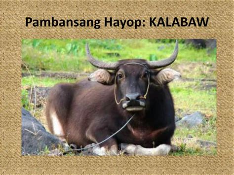 pambansang hayop ng pilipinas.